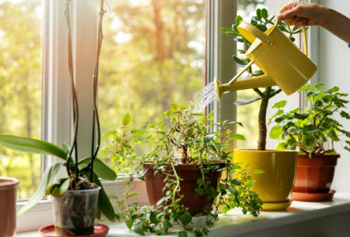 Discover the Enchanting World of Indoor Plants: Adding Life and Beauty to Your Home