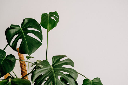 Keep your Monstera healthy!