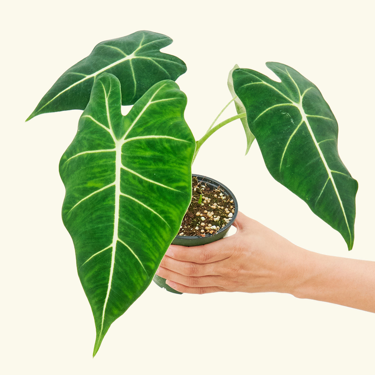 Alocasia 'Frydek', Small