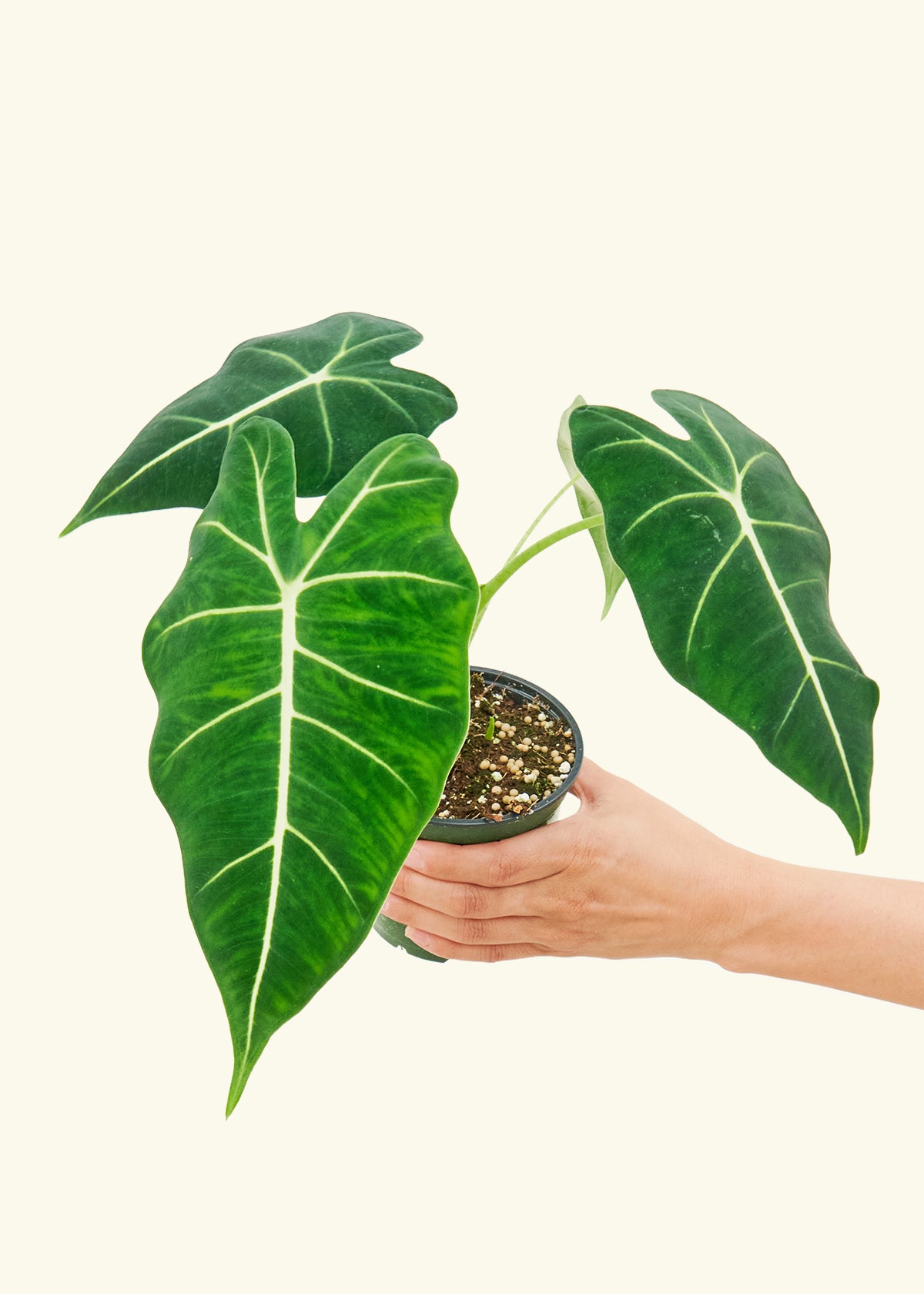 Alocasia 'Frydek', Small