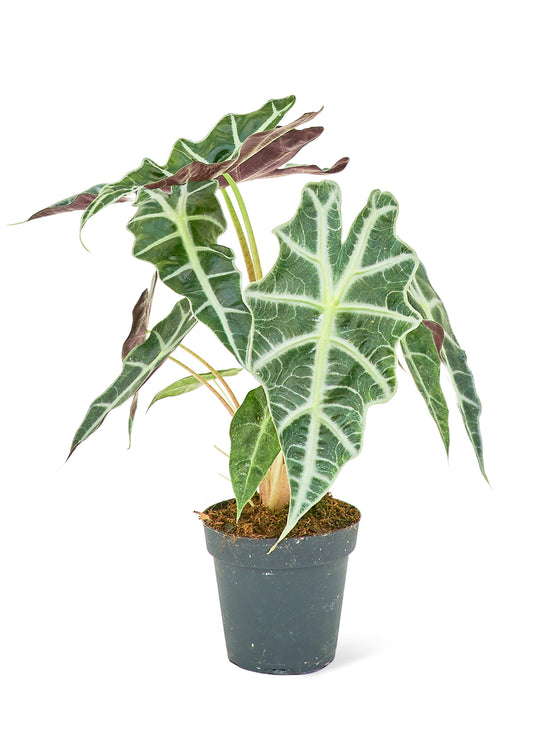 Alocasia 'Polly', Small