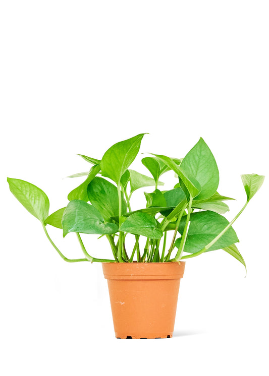 Pothos 'Jade', Small