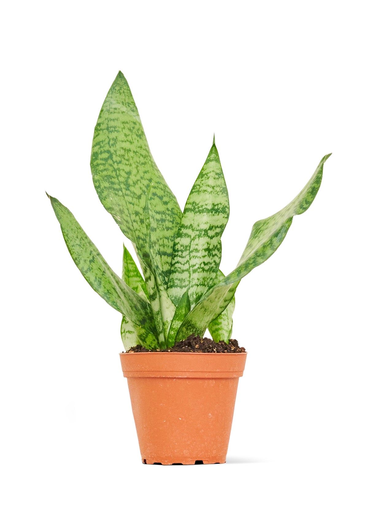 Snake Plant 'Zeylanica', Small