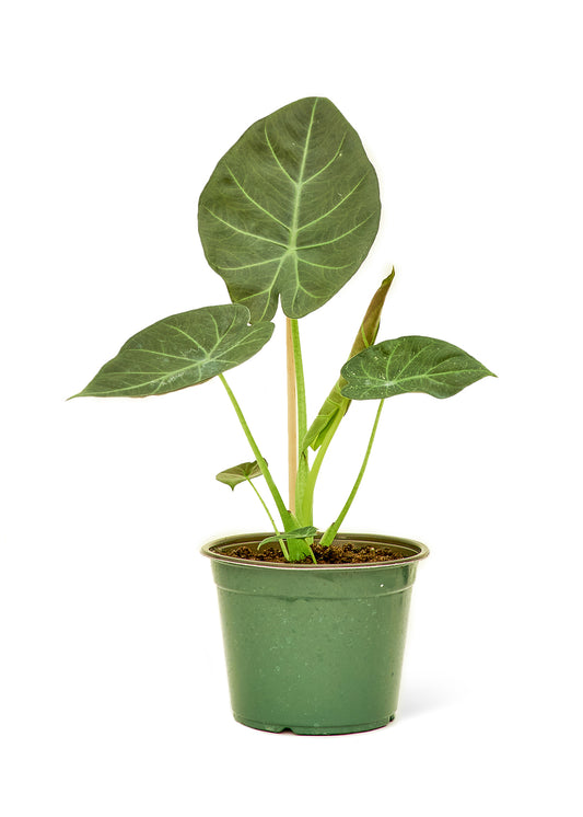 Alocasia 'Regal Shields', Medium